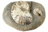 Fossil Hoploscaphites Ammonite With Sphenodiscus - South Dakota #189313-1
